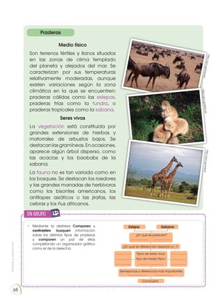 Prohibida
su
reproducción
68
Praderas
Medio físico
Son terrenos fértiles y llanos situados
en las zonas de clima templado
del planeta y alejados del mar. Se
caracterizan por sus temperaturas
relativamente moderadas, aunque
existen variaciones según la zona
climática en la que se encuentren:
praderas cálidas como las estepas,
praderas frías como la tundra, o
praderas tropicales como la sabana.
Seres vivos
La vegetación está constituida por
grandes extensiones de hierbas y
matorrales de arbustos bajos. Se
destacanlasgramíneas.Enocasiones,
aparece algún árbol disperso, como
las acacias y los baobabs de la
sabana.
La fauna no es tan variada como en
los bosques. Se destacan los roedores
y las grandes manadas de herbívoros
como los bisontes americanos, los
antílopes asiáticos o las jirafas, las
cebras y los ñus africanos.
h
tt
p
:/
/
g
o
o
.g
l/
X
3
w
Y
e
h
ht
tp
://
go
o.
gl
/8
W
Xv
R2
ht
tp
:/
/g
o
o
.g
l/
a
H
kl
4T
en grupo
E
N
G
R
UPO
Y
T
A
M
B
IÉN
T
I
C
S
R
E
C
O
R
T
A
BLES
C
A
L
C
U
L
A
DORA
•	Mediante la destreza Comparen y
contrasten, busquen información
sobre los distintos tipos de praderas
y comparen un par de ellas
completando un organizador gráfico
como el de la derecha.
Estepa
¿En qué se parecen?
Conclusión
Tipos de seres vivos
Tipo de medio físico
¿En qué se diferencian respecto a ...?
Semejanzas y diferencias más importantes
Sabana
 