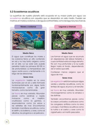 Prohibida
su
reproducción
70
5.2 Ecosistemas acuáticos
La superficie de nuestro planeta está ocupada en su mayor parte por agua. Los
ecosistemas acuáticos son aquellos que se desarrollan en este medio. Pueden ser
marinos,enmaresyocéanos,odeaguascontinentales,comolaslagunasylascharcas.
Mares y océanos
Medio físico
El agua que constituye los mares y
los océanos tiene un alto contenido
en sal y no hay tanto oxígeno como
en el aire. La luz solar solo puede
penetrar hasta los primeros 50-100 m
de profundidad. La temperatura del
agua oscila poco y lentamente a lo
largo de las estaciones.
Seres vivos
La vegetación habita en la zona
iluminada por el sol y está formada
fundamentalmente por algas tanto
microscópicas como de gran
tamaño, como las laminarias.
La fauna es muy variada. Abundan
peces como sardinas y rapés;
moluscos como el mejillón;
crustáceos como la gamba, o
equinodermos como los erizos y
las estrellas de mar. Encontramos
también mamíferos acuáticos, como
el delfín y la ballena, y aves, como el
albatros, los pingüinos o el pelícano.
Lagunas y charcas
Medio físico
Las forman el agua que se acumula
en depresiones del relieve terrestre y
cuyacantidadvaríaalolargodelaño.
No son muy profundas y la luz suele
llegar hasta el fondo, dependiendo
de lo turbia que esté.
Contienen menos oxígeno que el
agua de mar.
Seres vivos
Lavegetaciónestáformadaporalgas
verdes y plantas acuáticas, como la
lenteja de agua, el junco y el nenúfar.
La fauna es muy variada. Abundan
microorganismos como la ameba o
las dafnias.
También encontramos peces como
la carpa y el barbo; crustáceos como
los cangrejos; anfibios como la rana
y el sapo; mamíferos acuáticos como
la nutria o el castor; y aves como la
cigüeñuela o el martín pescador.
https://goo.gl/Q4km1E
http://goo.gl/pfFJCh http://goo.gl/SCcVly
http://goo.gl/v1pMXW
https://goo.gl/cEY4qH
http://goo.gl/Q4IHvC
http://goo.gl/ZZw
U
g
m
https://goo.gl/PtP2KR
http
:
/
/
g
o
o
.
g
l
/
G
o
a
n
X
s
h
t
t
p
:
/
/
g
o
o
.
g
l
/
N
y
G
l
p
i
http://goo.gl/1j8cxQ
 