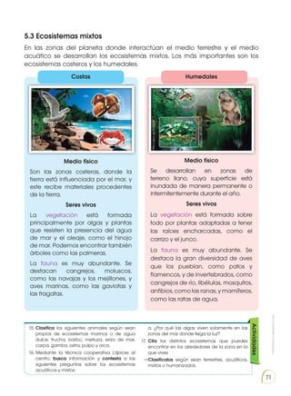 Prohibida
su
reproducción
71
5.3 Ecosistemas mixtos
En las zonas del planeta donde interactúan el medio terrestre y el medio
acuático se desarrollan los ecosistemas mixtos. Los más importantes son los
ecosistemas costeros y los humedales.
15.	Clasifica los siguientes animales según sean
propios de ecosistemas marinos o de agua
dulce: trucha, barbo, merluza, erizo de mar,
carpa, gamba, ostra, pulpo y orca.
16.	
Mediante la técnica cooperativa Lápices al
centro, busca información y contesta a las
siguientes preguntas sobre los ecosistemas
acuáticos y mixtos:
	 a. ¿Por qué las algas viven solamente en las
zonas del mar donde llega la luz?
17.	Cita los distintos ecosistemas que puedes
encontrar en los alrededores de la zona en la
que vives
—Clasifícalos según sean terrestres, acuáticos,
mixtos o humanizados.
Actividades
Costas
Medio físico
Son las zonas costeras, donde la
tierra está influenciada por el mar, y
este recibe materiales procedentes
de la tierra.
Seres vivos
La vegetación está formada
principalmente por algas y plantas
que resisten la presencia del agua
de mar y el oleaje, como el hinojo
de mar. Podemos encontrar también
árboles como las palmeras.
La fauna es muy abundante. Se
destacan cangrejos, moluscos,
como las navajas y los mejillones, y
aves marinas, como las gaviotas y
las fragatas.
Humedales
Medio físico
Se desarrollan en zonas de
terreno llano, cuya superficie está
inundada de manera permanente o
intermitentemente durante el año.
Seres vivos
La vegetación está formada sobre
todo por plantas adaptadas a tener
las raíces encharcadas, como el
carrizo y el junco.
La fauna es muy abundante. Se
destaca la gran diversidad de aves
que los pueblan, como patos y
flamencos, y de invertebrados, como
cangrejos de río, libélulas, mosquitos,
anfibios, como las ranas, y mamíferos,
como las ratas de agua.
h
t
t
p
:
/
/
g
o
o
.
g
l
/
d
L
C
i
9
O
http://goo
.
g
l
/
P
A
u
K
T
h
h
t
tps://goo.gl/a
N
x
L
s
T
http://goo
.
g
l
/
9
n
D
1
L
Q
http://goo.gl/0sAUpe
http://goo.gl/6D21o0
http://goo.gl/1mXSg6
http://go
o
.
g
l
/
E
Z
F
L
X
H
 
