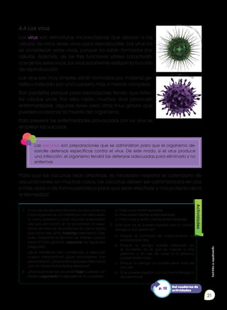 Prohibida
su
reproducción
21
4.4 Los virus
Los virus son estructuras microscópicas que atacan a las
células de otros seres vivos para reproducirse. Los virus no
se consideran seres vivos, porque no están formados por
células. Además, de las tres funciones vitales característi-
cas de los seres vivos, los virus solamente realizan la función
de reproducción.
Los virus son muy simples; están formados por material ge-
nético rodeado por una cubierta más o menos compleja.
Son parásitos porque para reproducirse tienen que infec-
tar células vivas. Por esta razón, muchos virus provocan
enfermedades, algunas leves pero otras muy graves que
pueden ocasionar la muerte del organismo.
Para prevenir las enfermedades provocadas por los virus se
emplean las vacunas.
Las vacunas son preparaciones que se administran para que el organismo de-
sarrolle defensas específicas contra el virus. De este modo, si el virus produce
una infección, el organismo tendrá las defensas adecuadas para eliminarlo y no
enfermar.
Para que las vacunas sean efectivas, es necesario respetar el calendario de
vacunaciones; en muchos casos, las vacunas deben ser administradas en dos
o más dosis o de forma periódica para que sean efectivas y nos protejan de la
enfermedad.
7.	 A raíz de los estudios llevados a cabo sobre los
microorganismos, los científicos han descubier-
to cómo prevenir y curar muchas enfermeda-
des; por esta razón, en la actualidad, la espe-
ranza de vida de las personas es casi el doble
que hace cien años. Investiga este hecho. Des-
pués, mediante la técnica de trabajo coope-
rativo El Folio giratorio, responde las siguientes
preguntas:
	 ¿Qué científicos han contribuido a descubrir
nuevos tratamientos? ¿Qué tratamientos han
desarrollado? ¿Qué enfermedades infecciosas
aún no tienen tratamientos efectivos?
8.	 ¿Para qué sirven las vacunas? Elige la opción co-
rrecta y argumenta tu respuesta en tu cuaderno.
	 a. Para curar enfermedades.
	 b. Para evitar ciertas enfermedades.
	 c. Para curar y evitar ciertas enfermedades.
9.	 ¿Por qué no se puede inyectar con la misma
jeringa a dos personas?
a.	Porque la cantidad de medicamento no
avanza para dos.
b.	
Porque la jeringa puede infectarse en
el momento en el que se inyecte a otra
persona, y en vez de curar a la persona
puede enfermarla.
c.	 Porque la jeringa no puede servir más de
una vez.
d.	 Sí se puede inyectar con la misma jeringa a
dos personas.
Actividades
Del cuaderno de
actividades
p. 12
http://goo.gl/A28SNK
Edebé. Naturales 7. C
o
l
e
c
c
i
ó
n
T
a
l
e
n
ti
a
.
 