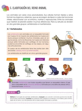 Prohibida
su
reproducción
23
5. Clasificación del REINO ANIMAL
5.1 Vertebrados
Los animales son seres vivos pluricelulares. Sus células forman tejidos y estos
forman los órganos y sistemas, que se encargan de llevar a cabo las funciones
vitales: relacionarse con el entorno, nutrirse y reproducirse. Entre los animales
que habitan el planeta existen muchas diferencias. Para su estudio se dividen
en dos grandes grupos: vertebrados e invertebrados.
Los vertebrados son animales con un esqueleto formado
por huesos. En la mayoría de vertebrados los huesos son
duros porque contienen muchos minerales, pero en al-
gunos peces, como los tiburones, los huesos son blandos
porque están formados por cartílago. En los humanos,
podemos encontrar el cartílago en las orejas y en algu-
nas articulaciones.
El cuerpo de los vertebrados tiene tres partes bien dife-
renciadas: cabeza, tronco y extremidades.
Los vertebrados se clasifican en cinco grandes grupos:
mamíferos reptiles
aves anfibios peces
Animales vertebrados son todos aquellos que tienen un esqueleto interno. El eje
de su esqueleto es la columna vertebral, formada por una serie de piezas articu-
ladas llamadas vértebras.
vértebra
en grupo
E
N
G
R
UPO
Y
T
A
M
B
IÉN
T
I
C
S
R
E
C
O
R
T
A
BLES
C
A
L
C
U
L
A
DORA
•	 Definan el concepto de animales vertebrados y busquen una canción conocida que les sirva de refe-
rencia para memorizarlo. Cambien las palabras para adaptar el contenido a la materia, pero el ritmo
debe ser el mismo. Los más atrevidos de la clase pueden animarse a cantarla.
Imágenes tomadas de Edebé. Naturales 7. Colección Talentia.
 