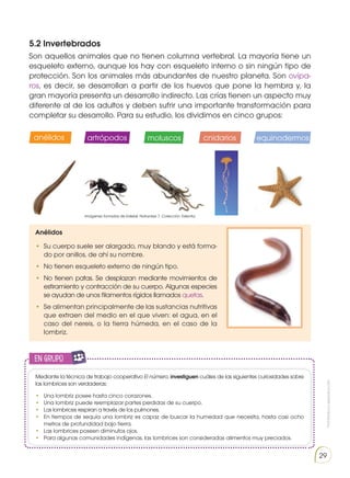 Prohibida
su
reproducción
29
5.2 Invertebrados
Son aquellos animales que no tienen columna vertebral. La mayoría tiene un
esqueleto externo, aunque los hay con esqueleto interno o sin ningún tipo de
protección. Son los animales más abundantes de nuestro planeta. Son ovípa-
ros, es decir, se desarrollan a partir de los huevos que pone la hembra y, la
gran mayoría presenta un desarrollo indirecto. Las crías tienen un aspecto muy
diferente al de los adultos y deben sufrir una importante transformación para
completar su desarrollo. Para su estudio, los dividimos en cinco grupos:
anélidos artrópodos moluscos cnidarios equinodermos
•	 Su cuerpo suele ser alargado, muy blando y está forma-
do por anillos, de ahí su nombre.
•	 No tienen esqueleto externo de ningún tipo.
•	 No tienen patas. Se desplazan mediante movimientos de
estiramiento y contracción de su cuerpo. Algunas especies
se ayudan de unos filamentos rígidos llamados quetas.
•	 Se alimentan principalmente de las sustancias nutritivas
que extraen del medio en el que viven: el agua, en el
caso del nereis, o la tierra húmeda, en el caso de la
lombriz.
Anélidos
en grupo
E
N
G
R
UPO
Y
T
A
M
B
IÉN
T
I
C
S
R
E
C
O
R
T
A
BLES
C
A
L
C
U
L
A
DORA
Mediante la técnica de trabajo cooperativo El número, investiguen cuáles de las siguientes curiosidades sobre
las lombrices son verdaderas:
•	 Una lombriz posee hasta cinco corazones.
•	 Una lombriz puede reemplazar partes perdidas de su cuerpo.
•	 Las lombrices respiran a través de los pulmones.
•	 En tiempos de sequía una lombriz es capaz de buscar la humedad que necesita, hasta casi ocho
metros de profundidad bajo tierra.
•	 Las lombrices poseen diminutos ojos.
•	 Para algunas comunidades indígenas, las lombrices son consideradas alimentos muy preciados.
Imágenes tomadas de Edebé. Naturales 7. Colección Talentia.
 