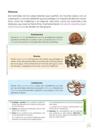 Prohibida
su
reproducción
31
Moluscos
Son animales con el cuerpo blando que cuentan, en muchos casos, con un
caparazón o concha resistente que los protege. La mayoría de ellos son acuá-
ticos, como los mejillones o el calamar. Hay otros, como los caracoles y las
babosas, que viven en tierra firme. Casi todos tienen circulación abierta y respi-
ración branquial. Se dividen en tres grupos:
Gasterópodos
Tienen la concha enrollada en espiral y se desplazan sobre la
superficie ventral de su cuerpo o pie. La mayoría son herbívo-
ros como el caracol, y hay especies marinas y terrestres.
Bivalvos
Tienen una concha formada por dos valvas que protegen su
interior. Para alimentarse filtran las partículas nutritivas presen-
tes en el agua. Viven enterrados en el fondo del agua, como
las almejas, o pegados a las rocas, como los mejillones.
Cefalópodos
Tienen una concha interna para dar consistencia al cuer-
po. Son animales carnívoros y poseen tentáculos dotados de
ventosas que les permiten capturar a sus presas, como por
ejemplo la sepia.
19.	Investiga y escribe en tu cuaderno cuatro ani-
males que pertenezcan a cada uno de los gru-
pos de moluscos.
20. Explica las diferencias existentes entre los tres
grupos de moluscos.
21. Indica en tu cuaderno si son verdaderos o fal-
sos los siguientes enunciados:
	a. El caracol es una animal vertebrado perte-
neciente a la familia de los gasterópodos.
	b. Las almejas tienen una concha formada por
dos valvas.
	 c. El pulpo es un molusco perteneciente a la
familia de los cefalópodos.
22.	Describe las características de los animales
que observas en esta página. Menciona el
tamaño, el color y algunas características pro-
pias de cada animal.
Actividades
Imágenes
tomadas
de
Edebé.
Naturales
7.
Colección
Talentia.
 