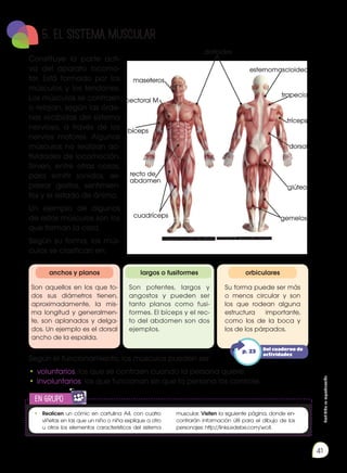 Prohibida
su
reproducción
41
5. EL SISTEMA MUSCULAR
Constituye la parte acti-
va del aparato locomo-
tor. Está formado por los
músculos y los tendones.
Los músculos se contraen
o relajan, según las órde-
nes recibidas del sistema
nervioso, a través de los
nervios motores. Algunos
músculos no realizan ac-
tividades de locomoción.
Sirven, entre otras cosas,
para emitir sonidos, ex-
presar gestos, sentimien-
tos y el estado de ánimo.
Un ejemplo de algunos
de estos músculos son los
que forman la cara.
Según su forma, los mús-
culos se clasifican en:
deltoides
maseteros
pectoral M.
bíceps
recto de
abdomen
cuadríceps gemelos
esternomascloideo
trapecio
tríceps
dorsal
glúteo
anchos y planos
Son aquellos en los que to-
dos sus diámetros tienen,
aproximadamente, la mis-
ma longitud y generalmen-
te, son aplanados y delga-
dos. Un ejemplo es el dorsal
ancho de la espalda.
largos o fusiformes
Son potentes, largos y
angostos y pueden ser
tanto planos como fusi-
formes. El bíceps y el rec-
to del abdomen son dos
ejemplos.
orbiculares
Su forma puede ser más
o menos circular y son
los que rodean alguna
estructura importante,
como los de la boca y
los de los párpados.
Según el funcionamiento, los músculos pueden ser:
•	voluntarios, los que se contraen cuando la persona quiere.
•	involuntarios, los que funcionan sin que la persona los controle.
en grupo
E
N
G
R
UPO
Y
T
A
M
B
IÉN
T
I
C
S
R
E
C
O
R
T
A
BLES
C
A
L
C
U
L
A
DORA
•	 Realicen un cómic en cartulina A4, con cuatro
viñetas en las que un niño o niña explique a otro
u otros los elementos característicos del sistema
muscular. Visiten la siguiente página, donde en-
contrarán información útil para el dibujo de los
personajes: http://links.edebe.com/wc4.
Del cuaderno de
actividades
p. 23
Imágenes tomadas de Edebé. Naturales 7. Colección Talentia.
 