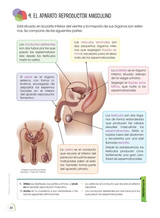 Prohibida
su
reproducción
48
9. EL APARATO REPRODUCTOR masculino
Está situado en la parte inferior del vientre y la mayoría de sus órganos son exter-
nos. Se compone de las siguientes partes:
Las vesículas seminales son
dos pequeños órganos inter-
nos que segregan líquido se-
minal, necesario para el desa-
rrollo de los espermatozoides.
9.	 Utiliza las destrezas, las partes y el todo, y anali-
za el aparato reproductor masculino.
10.	Anota en tu cuaderno si son verdaderas o fal-
sas las siguientes afirmaciones:
•	 La uretra es el conducto que recorre el exterior
del pene.
•	 Los conductos deferentes son dos tubos por los
que pasan los espermatozoides.
Actividades
La próstata es el órgano
interno situado debajo
de la vejiga urinaria.
Segrega el líquido pros-
tático, que nutre a los
espermatozoides.
Los testículos son dos órga-
nos de forma redondeada
que producen las células
sexuales masculinas: los
espermatozoides. Están si-
tuados fuera del abdomen
y recubiertos por una piel
llamada escroto.
Desde la adolescencia, los
testículos producen cons-
tantemente una gran can-
tidad de espermatozoides.
La uretra es el conducto
que recorre el interior del
pene por el cual los esper-
matozoides salen al exte-
rior. También forma parte
del aparato urinario.
El pene es el órgano
externo, con forma ci-
líndrica, encargado de
depositar los esperma-
tozoides en el interior
del aparato reproductor
femenino.
Los conductos deferentes
son dos tubos por los que
pasan los espermatozoi-
des desde los testículos
hasta la uretra.
Imágenes tomadas de Edebé.
Naturales 7. Colección Talentia.
 