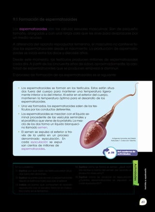 Prohibida
su
reproducción
49
9.1 Formación de espermatozoides
Los espermatozoides son las células sexuales masculinas. Son de pequeño
tamaño, alargadas y con una larga cola que les sirve para desplazarse por
un medio acuoso.
A diferencia del aparato reproductor femenino, el masculino no contiene to-
dos los espermatozoides desde el nacimiento. La producción de espermato-
zoides se inicia entre los doce y dieciséis años.
Desde este momento, los testículos producen millones de espermatozoides
cada día. A partir de los cincuenta años de edad, aproximadamente, la can-
tidad de espermatozoides que se producen empieza a disminuir.
El proceso de formación de los espermatozoides es el siguiente:
En tu cuaderno:
11.	Explica por qué razón los testículos están situa-
dos fuera del abdomen.
12.	Explica las partes que recorre un espermatozoide
desde los testículos hasta que sale al exterior.
13.	Indica las partes que comparten el aparato
reproductor con el excretor, tanto en el mascu-
lino como en el femenino.
14.	Explica cómo se forma el semen. ¿Qué nom-
bre recibe la salida del semen del aparato re-
productor masculino?
15.	Explica cómo se produce la eyaculación.
¿Cuántos espermatozoides se expulsan en
cada eyaculación?
Actividades
•	 Los espermatozoides se forman en los testículos. Estos están situa-
dos fuera del cuerpo para mantener una temperatura ligera-
mente inferior a la del interior. Al estar en el exterior del cuerpo,
mantienen la temperatura óptima para el desarrollo de los
espermatozoides.
•	 Una vez formados, los espermatozoides salen de los tes-
tículos por los conductos deferentes.
•	 Los espermatozoides se mezclan con el líquido se-
minal procedente de las vesículas seminales y
el prostático que viene de la próstata. La mez-
cla de los dos forma un líquido blanqueci-
no llamado semen.
•	 El semen se expulsa al exterior a tra-
vés de la uretra en un proceso
denominado eyaculación. En
cada eyaculación se expul-
san cientos de millones de
espermatozoides.
Del cuaderno de
actividades
p. 26
Imágenes tomadas de Edebé.
Naturales 7. Colección Talentia.
 