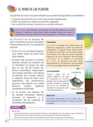 Prohibida
su
reproducción
56
Los cloroplastos
Forman parte de la
célula vegetal y en ellos
se encuentra la clorofila,
gracias a la cual las plantas
pueden captar la energía
de la luz. La clorofila es
también la causa del color
verde de las plantas.
1. el reino de las PLANTAS
Las plantas son seres vivos pluricelulares que poseen las siguientes características:
•	Carecen de aparato locomotor para poder desplazarse.
•	Están formadas por células eucariotas vegetales.
•	Son autótrofas, es decir, producen su propio alimento.
La fotosíntesis es un proceso de
gran importancia para el equilibrio
medioambiental por las siguientes
razones:
•	En la fotosíntesis se libera oxígeno
que utilizan todos los seres vivos
para respirar.
•	Durante este proceso, la planta
absorbe dióxido de carbono de
la atmósfera. El exceso de este
gas es una de las causas del
efecto invernadero, responsable
del cambio climático que afecta
al planeta. De manera directa
o indirecta, todos los seres vivos
heterótrofos nos alimentamos
gracias a las plantas, las cuales
fabrican materia orgánica
mediante la fotosíntesis.
•	
En la función de nutrición de
las plantas intervienen diversos
procesos: la absorción y la
circulación de los nutrientes, la
fotosíntesis y la respiración.
La fotosíntesis es el proceso que permite a las plantas elaborar su propio
alimento. Consiste en captar agua, sales minerales, dióxido de carbono y,
mediante la luz del sol, transformar estos elementos en nutrientes y oxígeno.
cloroplastos
célula vegetal
Fotosíntesis
La fotosíntesis consiste en la elaboración de
sustancias orgánicas a partir de sustancias
inorgánicas y radiación solar. Este proceso
se realiza en las hojas y en las partes verdes
de la planta. Para esto, las células vegetales
disponen de unos orgánulos denominados
cloroplastos. En su interior, se encuentra
la clorofila, un pigmento de color verde
especializado en la absorción de la energía
lumínica que desencadena la fotosíntesis.
Absorción
Los pelos absorbentes de las raíces de la
planta absorben del suelo el agua y las sales
minerales.
Reflexionen:
•	 Se suele recomendar no dormir durante la noche en una habitación en la que exista una gran cantidad de
plantas. ¿Creen que se debe hacer caso a tal recomendación? Razonen su respuesta.
•	 ¿Por qué es necesario el agua para las plantas? ¿Qué ocurre si el agua está contaminada?
en grupo
E
N
G
R
UPO
Y
T
A
M
B
IÉN
T
I
C
S
R
E
C
O
R
T
A
BLES
C
A
L
C
U
L
A
DORA
Imágenes
tomadas
de
Edebé.
Naturales
7.
Colección
Talentia.
 