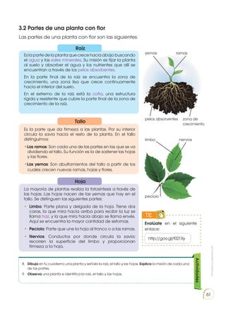 Prohibida
su
reproducción
61
3.2 Partes de una planta con flor
Las partes de una planta con flor son las siguientes:
8.	 Dibuja en tu cuaderno una planta y señala la raíz, el tallo y las hojas. Explica la misión de cada una
de las partes.
9.	 Observa una planta e identifica la raíz, el tallo y las hojas.
Actividades
Es la parte de la planta que crece hacia abajo buscando
el agua y las sales minerales. Su misión es fijar la planta
al suelo y absorber el agua y los nutrientes que allí se
encuentran a través de los pelos absorbentes.
En la parte final de la raíz se encuentra la zona de
crecimiento, una zona lisa que crece continuamente
hacia el interior del suelo.
En el extremo de la raíz está la cofia, una estructura
rígida y resistente que cubre la parte final de la zona de
crecimiento de la raíz.
Es la parte que da firmeza a las plantas. Por su interior
circula la savia hacia el resto de la planta. En el tallo
distinguimos:
•Las ramas: Son cada una de las partes en las que se va
dividiendo el tallo. Su función es la de sostener las hojas
y las flores.
•Las yemas: Son abultamientos del tallo a partir de los
cuales crecen nuevas ramas, hojas y flores.
La mayoría de plantas realiza la fotosíntesis a través de
las hojas. Las hojas nacen de las yemas que hay en el
tallo. Se distinguen las siguientes partes:
•	 Limbo: Parte plana y delgada de la hoja. Tiene dos
caras, la que mira hacia arriba para recibir la luz se
llama haz, y la que mira hacia abajo se llama envés.
Aquí se encuentra la mayor cantidad de estomas.
•	 Peciolo: Parte que une la hoja al tronco o a las ramas.
•	 Nervios: Conductos por donde circula la savia;
recorren la superficie del limbo y proporcionan
firmeza a la hoja.
Evalúate en el siguiente
enlace:
TIC
E
N
G
R
UPO
Y
T
A
M
B
IÉN
T
I
C
S
R
E
C
O
R
T
A
BLES
C
A
L
C
U
L
A
DORA
http://goo.gl/f021Xy
yemas ramas
zona de
crecimiento
limbo
pelos absorventes
nervios
peciolo
Raíz
Tallo
Hoja
 