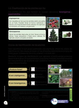 Prohibida
su
reproducción
62
¿Produce flores?
Si son criptógamas...
Si son fanerógamas...
3.3. Clasificación de las plantas con flor
Las plantas con flor, que también se pueden denominar fanerógamas y
espermatofitas, las podemos clasificar en:
Para identificar a qué grupo pertenece una planta se utilizan las claves de
identificación. Esta claves se basan en las diferentes características propias de
cada grupo: si presentan flor o no, si tienen o no fruto, etc.
Mediante la clave de identificación que aparece a continuación podemos
determinar el grupo al que pertenece una planta. Para ello, debemos observar
las características de la planta que queremos identificar y responder a las
preguntas planteadas:
10.	Clasifica las plantas que aparecen en cada
una de las imágenes siguiendo las claves de
identificación.
11.	Si decimos que existe una planta que tiene
raíz, tallo y hojas, se reproduce por esporas
y no tiene semillas, ¿de qué planta estamos
hablando?
12.	Investiga si pueden existir musgos en ambientes
secos. Razona tu respuesta.
Actividades
Angiospermas
Son aquellas en las que las semillas están envueltas
en un fruto. Pueden tener el tronco herbáceo o
leñoso y la mayoría tiene flores vistosas. Por ejemplo,
el manzano, el naranjo y el granado.
Gimnospermas
Tienen las semillas desnudas, sin fruto. Tienen el tronco
leñoso, hojas pequeñas y flores poco vistosas. Por
ejemplo, el pino, el ciprés y el abeto.
Claves de identificación de las plantas
criptógamas
fanerógamas
No
Sí
No
Sí
Sí
No
briofitas
pteridofitas
angiospermas
gimnospermas
A
C
B
D
Del cuaderno de
actividades
p. 34
 