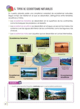 Prohibida
su
reproducción
66
en grupo
E
N
G
R
UPO
Y
T
A
M
B
IÉN
T
I
C
S
R
E
C
O
R
T
A
BLES
C
A
L
C
U
L
A
DORA
5. TIPOS DE ECOSISTEMAS NATURALES
En nuestro planeta existe una amplísima variedad de ecosistemas naturales.
Según el tipo de hábitat en el que se desarrollan, distinguimos entre terrestres,
acuáticos y mixtos.
•	Los ecosistemas terrestres se desarrollan en la superficie de los continentes,
como los bosques, las praderas o el desierto.
•	Los ecosistemas acuáticos se desarrollan en el agua, ya sea en los mares y los
océanos o en las aguas del interior de los continentes, como las lagunas y las
charcas.
•	Los ecosistemas mixtos son aquellos que se desarrollan en zonas intermedias.
•	 A partir de las siguientes fotografías, clasifícalas según a qué ecosistema pertenecen.
Ecosistemas terrestres
Ecosistemas
mixtos
Ecosistemas
acuáticos
bosques
praderas
desiertos
charcos y
lagunas
mares y océanos
humedales
costas
http://goo.gl/G52Sn1
http://goo.gl/6VsXss
http://goo.gl/WyxGBt
http://goo.gl/sBEWSB
http://goo.gl/gXYfoD
http://goo.gl/WL8yks
http://goo.gl/CIM3M9
https://goo.gl/gPcYah
http://goo.gl/OFs15V
 
