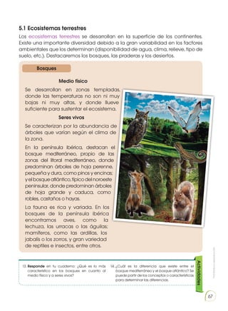 Prohibida
su
reproducción
67
5.1 Ecosistemas terrestres
Los ecosistemas terrestres se desarrollan en la superficie de los continentes.
Existe una importante diversidad debido a la gran variabilidad en los factores
ambientales que los determinan (disponibilidad de agua, clima, relieve, tipo de
suelo, etc.). Destacaremos los bosques, las praderas y los desiertos.
13.	Responde en tu cuaderno: ¿Qué es lo más
característico en los bosques en cuanto al
medio físico y a seres vivos?
14.	
¿Cuál es la diferencia que existe entre el
bosque mediterráneo y el bosque atlántico? Se
puede partir de los conceptos o características
para determinar las diferencias.
Actividades
Bosques
Medio físico
Se desarrollan en zonas templadas,
donde las temperaturas no son ni muy
bajas ni muy altas, y donde llueve
suficiente para sustentar el ecosistema.
Seres vivos
Se caracterizan por la abundancia de
árboles que varían según el clima de
la zona.
En la península ibérica, destacan el
bosque mediterráneo, propio de las
zonas del litoral mediterráneo, donde
predominan árboles de hoja perenne,
pequeña y dura, como pinos y encinas;
yelbosqueatlántico,típicodelnoroeste
peninsular, donde predominan árboles
de hoja grande y caduca, como
robles, castaños o hayas.
La fauna es rica y variada. En los
bosques de la península ibérica
encontramos aves, como la
lechuza, las urracas o las águilas;
mamíferos, como las ardillas, los
jabalís o los zorros, y gran variedad
de reptiles e insectos, entre otros.
ht
tp
://
go
o.g
l/L
W
bx
Xt
ht
tp
s:/
/g
oo
.gl
/jE
GZ
Lm
h
t
t
p
:
/
/
g
o
o
.
g
l
/
C
h
z
I
Z
6
h
t
t
p
:
/
/
g
o
o
.
g
l
/
T
9
c
1
H6
h
t
t
p
:
/
/
g
oo.gl/3PktwH
h
t
t
p
:
/
/
g
o
o
.
g
l
/
A
2
4
E
C
F
h
t
t
p
:
/
/
g
o
o
.
g
l
/
m
M
m
R
h
A
 