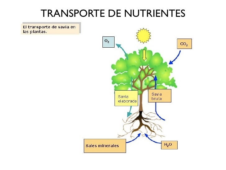 Transporte Y Nutricion De Las Plantas