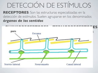 DETECCIÓN DE ESTÍMULOS
RECEPTORES: Son las estructuras especializadas en la
detección de estímulos. Suelen agruparse en los denominados
órganos de los sentidos
 QUIMIORECEPTORES               TERMORRECEPTORES
Sensibles a sustancias          Sensibles a la temperatura
químicas

MECANORECEPTORES
Sensibles al contacto, la
presión o las vibraciones
 