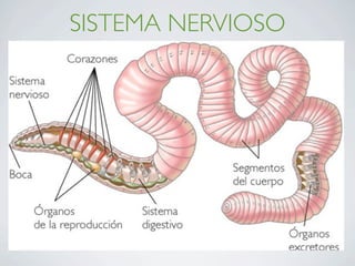 SISTEMA NERVIOSO
                   Elabora la respuesta.
        Comunica a los receptores con los efectores.

•Invertebrados:
•Formado por cadena de ganglios.
 