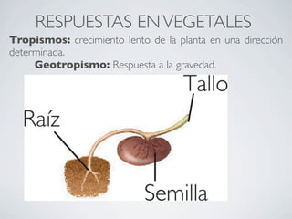RESPUESTAS EN VEGETALES
Tropismos: crecimiento lento de la planta en una dirección
determinada.

    Geotropismo: Respuesta a la gravedad.
 
