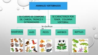 ANIMALES VERTEBRADOS
MAMÍFEROS AVES PECES ANFIBIOS REPTILES
SU CUERPO SE COMPONE
DE: CABEZA, TRONCO Y
EXTREMIDADES
SE CARACTERIZA POR
TENER, COLUMNA
VERTEBRAL
Se clasifican
en
 