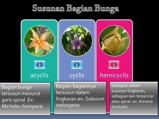 acyclis        cyclis        hemicyclis
Bagian bunga         Bagian-bagiannya        Sebagian dalam
                     tersusun dalam          susunan lingkaran,
tersusun menurut                             sebagian lain terpencar
garis spiral. Ex:    lingkaran.ex: Solanum   atau spiral .ex: Annona
Michelia champaca    melongena               muricata
 