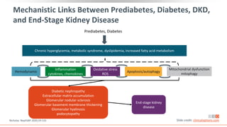 Mechanistic Links Between Prediabetes, Diabetes, DKD,
and End-Stage Kidney Disease
Prediabetes, Diabetes
Chronic hyperglycemia, metabolic syndrome, dyslipidemia, increased fatty acid metabolism
Hemodynamic
Inflammation
cytokines, chemokines
Oxidative stress
ROS
Apoptosis/autophagy
Mitochondrial dysfunction
mitophagy
Diabetic nephropathy
Extracellular matrix accumulation
Glomerular nodular sclerosis
Glomerular basement membrane thickening
Glomerular hyalinosis
podocytopathy
End-stage kidney
disease
Nicholas. NephSAP. 2020;19:110. Slide credit: clinicaloptions.com
 