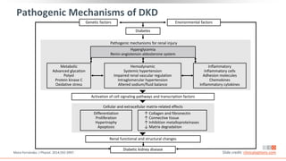 Pathogenic Mechanisms of DKD
Mora-Fernández. J Physiol. 2014;592:3997. Slide credit: clinicaloptions.com
Genetic factors Environmental factors
Diabetes
Pathogenic mechanisms for renal injury
Hyperglycemia
Renin-angiotensin-aldosterone system
Activation of cell signaling pathways and transcription factors
Diabetic kidney disease
Renal functional and structural changes
Cellular and extracellular matrix-related effects
Metabolic
Advanced glycation
Polyol
Protein kinase C
Oxidative stress
Inflammatory
Inflammatory cells
Adhesion molecules
Chemokines
Inflammatory cytokines
Hemodynamic
Systemic hypertension
Impaired renal vascular regulation
Intraglomerular hypertension
Altered sodium/fluid balance
Differentiation
Proliferation
Hypertrophy
Apoptosis
↑ Collagen and fibronectin
↑ Connective tissue
↑ Inhibition metalloproteinases
↓ Matrix degradation
 