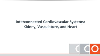 Interconnected Cardiovascular Systems:
Kidney, Vasculature, and Heart
 