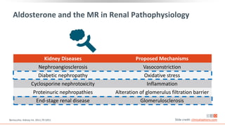 Aldosterone and the MR in Renal Pathophysiology
Bertocchio. Kidney Int. 2011;79:1051. Slide credit: clinicaloptions.com
Kidney Diseases Proposed Mechanisms
Nephroangiosclerosis Vasoconstriction
Diabetic nephropathy Oxidative stress
Cyclosporine nephrotoxicity Inflammation
Proteinuric nephropathies Alteration of glomerulus filtration barrier
End-stage renal disease Glomerulosclerosis
 