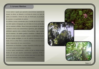 3. Arvores Matrizes
Página 12
Arvore matriz é aquela que apresenta características superiores às
demais, na altura, no diâmetro e na forma do tronco, no vigor da
planta, no tamanho e forma da copa, na frutificação, na produção
de sementes e na qualidade da madeira.
Os critérios a serem considerados para a escolha das árvores matri-
zes estão sujeitos à designação que será dada às árvores produzidas
com as sementes colhidas. Dessa forma para produção de madeira
considerar arvores com características superiores, para restauração
ambiental, aspectos como condições fitossanitárias, vigor e produ-
ção de sementes e no âmbito genético considerar a colheita de se-
mentes de varias arvores variando o numero de indivíduos de acor-
do com o grupo ecológico, no caso de espécies ameaçadas de ex-
tinção, deve-se colher frutos e sementes de todas as árvores encon-
tradas, independente de suas características.
Independente da finalidade é sempre importante lembrar que a ár-
vore matriz esteja livre de pragas e doenças.
A árvore matriz normalmente é melhor do que as demais porque
herdou de seus pais aquelas características superiores. Então, é
muito provável que essa árvore também passe para os seus filhos,
através das sementes, essas mesmas características.
 