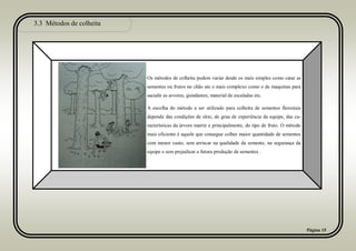 3.3 Métodos de colheita
Página 15
Os métodos de colheita podem variar desde os mais simples como catar as
sementes ou frutos no chão ate o mais complexo como o de maquinas para
sacudir as arvores, guindastes, material de escaladas etc.
A escolha do método a ser utilizado para colheita de sementes florestais
depende das condições de sítio, do grau de experiência da equipe, das ca-
racterísticas da árvore matriz e principalmente, do tipo de fruto. O método
mais eficiente é aquele que consegue colher maior quantidade de sementes
com menor custo, sem arriscar na qualidade da semente, na segurança da
equipe e sem prejudicar a futura produção de sementes .
 