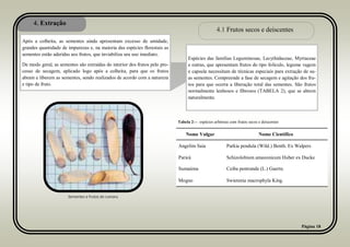 4. Extração
Página 18
Após a colheita, as sementes ainda apresentam excesso de umidade,
grandes quantidade de impurezas e, na maioria das espécies florestais as
sementes estão aderidas aos frutos, que inviabiliza seu uso imediato.
De modo geral, as sementes são extraídas do interior dos frutos pelo pro-
cesso de secagem, aplicado logo após a colheita, para que os frutos
abram e liberem as sementes, sendo realizados de acordo com a natureza
e tipo de fruto.
4.1 Frutos secos e deiscentes
Espécies das famílias Leguminosae, Lecythidaceae, Myrtaceae
e outras, que apresentam frutos do tipo folículo, legume vagem
e capsula necessitam de técnicas especiais para extração de su-
as sementes. Compreende a fase de secagem e agitação dos fru-
tos para que ocorra a liberação total das sementes. São frutos
normalmente lenhosos e fibrosos (TABELA 2), que se abrem
naturalmente.
Nome Vulgar Nome Cientifico
Angelim Saia Parkia pendula (Wild.) Benth. Ex Walpers
Paricá Schizolobium amazonicum Huber ex Ducke
Sumaúma Ceiba pentranda (L.) Gaertn.
Mogno Swietenia macrophyla King.
Tabela 2— espécies arbóreas com frutos secos e deiscentes
Sementes e frutos do cumaru
 