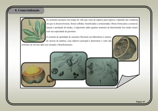 8. Comercialização
Página 25
As sementes possuem um tempo de vida que varia de espécie para espécie e depende das condições
em que se desenvolveram, foram colhidas, beneficiadas e armazenadas. Dessa forma para a comercia-
lização e produção de mudas, é importante saber quantas sementes de determinado lote ainda conser-
vam sua capacidade de germinar.
O controle de qualidade de sementes florestais em laboratório é realiza-
do através de análises, cujo objetivo principal é determinar o valor das
sementes de um lote após sua extração e beneficiamento.
 