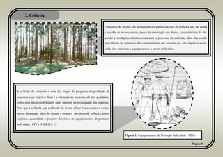 Uma serie de fatores são indispensáveis para o sucesso da colheita que vai desde
a escolha da árvore matriz, época de maturação dos frutos, características de dis-
persão e condições climáticas durante o processo de colheita, além das condi-
ções físicas do terreno e das características das árvores que irão implicar na es-
colha dos materiais e equipamentos a serem utilizados.
2. Colheita
Página 8
A colheita de sementes é uma das etapas do programa de produção de
sementes cujo objetivo final é a obtenção de sementes de alta qualidade,
como uma das possibilidades mais naturais na propagação das espécies.
Para que a colheita seja realizada de forma eficaz é necessário o treina-
mento da equipe, além do exame e preparo das áreas de colheita, plano
logístico, quantidade e preparo dos tipos de equipamentos de proteção
individual– EPI’s (FIGURA 1) .
Figura 1. Equipamentos de Proteção Individual - EPI’s
 