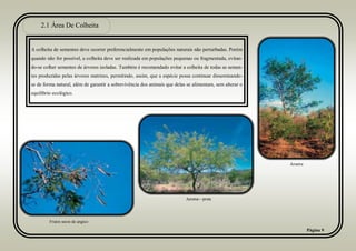 2.1 Área De Colheita
Página 9
A colheita de sementes deve ocorrer preferencialmente em populações naturais não perturbadas. Porém
quando não for possível, a colheita deve ser realizada em populações pequenas ou fragmentada, evitan-
do-se colher sementes de árvores isoladas. Também é recomendado evitar a colheita de todas as semen-
tes produzidas pelas árvores matrizes, permitindo, assim, que a espécie possa continuar disseminando-
se de forma natural, além de garantir a sobrevivência dos animais que delas se alimentam, sem alterar o
equilíbrio ecológico.
Aroeira
Jurema—preta
Frutos secos de angico
 