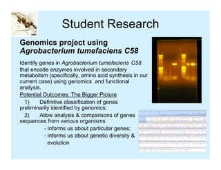 Student Research
Genomics project using
Agrobacterium tumefaciens C58
Identify genes in Agrobacterium tumefaciens C58
that encode enzymes involved in secondary
metabolism (specifically, amino acid synthesis in our
current case) using genomics and functional
analysis.
Potential Outcomes: The Bigger Picture
  1)     Definitive classification of genes
preliminarily identified by genomics;
  2)     Allow analysis & comparisons of genes
sequences from various organisms
           - informs us about particular genes;
           - informs us about genetic diversity &
             evolution
 