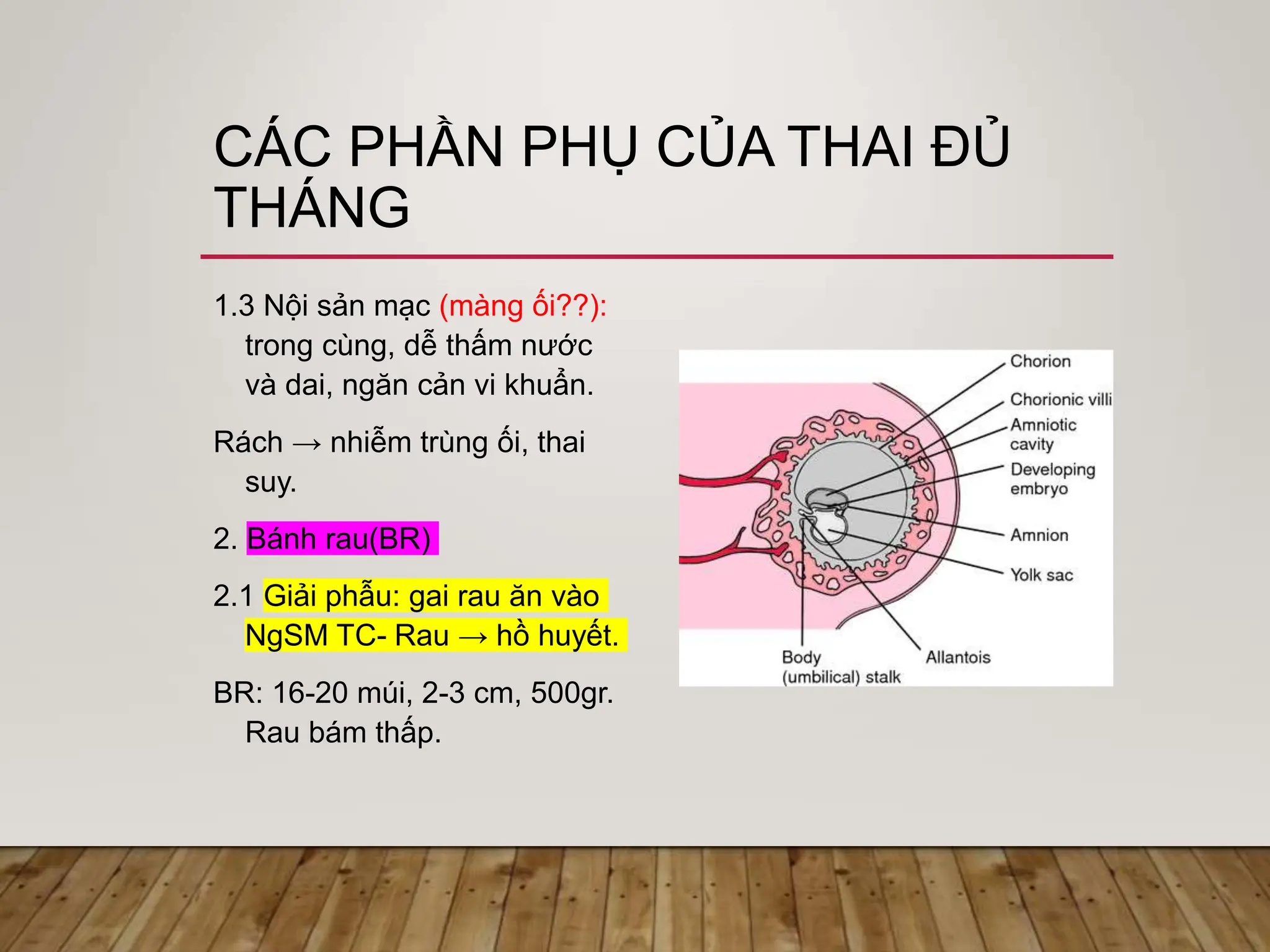 Các phần phụ của thai đủ tháng.ppt