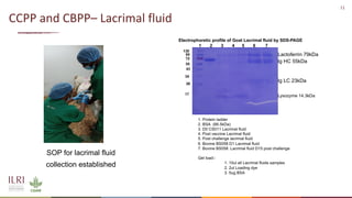 Analysis of the role of mucosal antibodies in protection against contagious caprine pleuropneumonia and contagious bovine pleuropneumonia: Update