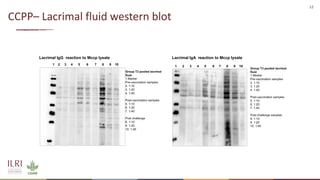 Analysis of the role of mucosal antibodies in protection against contagious caprine pleuropneumonia and contagious bovine pleuropneumonia: Update