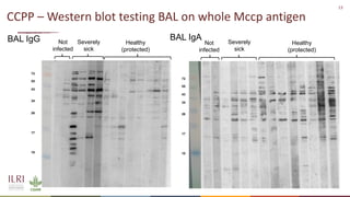 Analysis of the role of mucosal antibodies in protection against contagious caprine pleuropneumonia and contagious bovine pleuropneumonia: Update