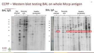 Analysis of the role of mucosal antibodies in protection against contagious caprine pleuropneumonia and contagious bovine pleuropneumonia: Update