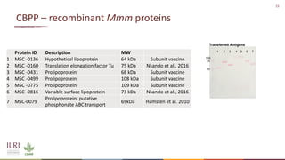 Analysis of the role of mucosal antibodies in protection against contagious caprine pleuropneumonia and contagious bovine pleuropneumonia: Update