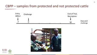 Analysis of the role of mucosal antibodies in protection against contagious caprine pleuropneumonia and contagious bovine pleuropneumonia: Update