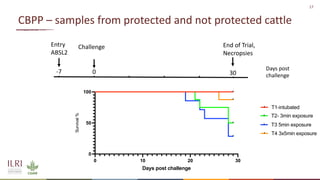 Analysis of the role of mucosal antibodies in protection against contagious caprine pleuropneumonia and contagious bovine pleuropneumonia: Update