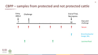 Analysis of the role of mucosal antibodies in protection against contagious caprine pleuropneumonia and contagious bovine pleuropneumonia: Update