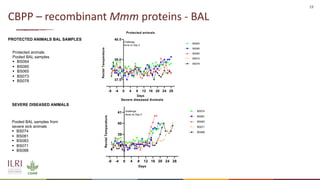 Analysis of the role of mucosal antibodies in protection against contagious caprine pleuropneumonia and contagious bovine pleuropneumonia: Update