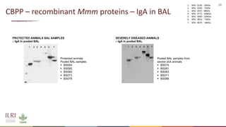 Analysis of the role of mucosal antibodies in protection against contagious caprine pleuropneumonia and contagious bovine pleuropneumonia: Update
