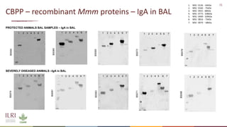 Analysis of the role of mucosal antibodies in protection against contagious caprine pleuropneumonia and contagious bovine pleuropneumonia: Update