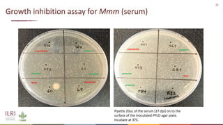 Analysis of the role of mucosal antibodies in protection against contagious caprine pleuropneumonia and contagious bovine pleuropneumonia: Update