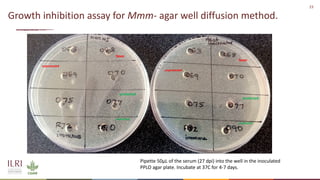 Analysis of the role of mucosal antibodies in protection against contagious caprine pleuropneumonia and contagious bovine pleuropneumonia: Update