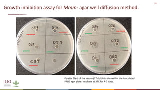 Analysis of the role of mucosal antibodies in protection against contagious caprine pleuropneumonia and contagious bovine pleuropneumonia: Update