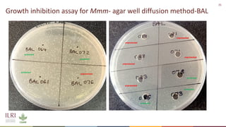 Analysis of the role of mucosal antibodies in protection against contagious caprine pleuropneumonia and contagious bovine pleuropneumonia: Update