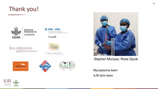 Analysis of the role of mucosal antibodies in protection against contagious caprine pleuropneumonia and contagious bovine pleuropneumonia: Update