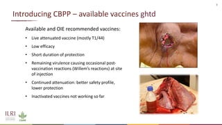 Analysis of the role of mucosal antibodies in protection against contagious caprine pleuropneumonia and contagious bovine pleuropneumonia: Update
